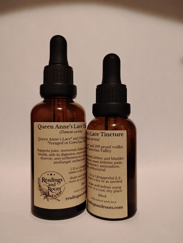 Queen Anne's Lace Tincture